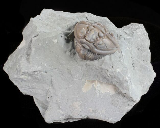 Wide, Enrolled Flexicalymene Trilobite - Ohio #61012